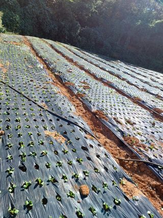 결단이님의 파 · 영농일지 작성글 사진