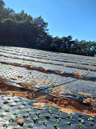 결단이님의 파 · 영농일지 작성글 사진