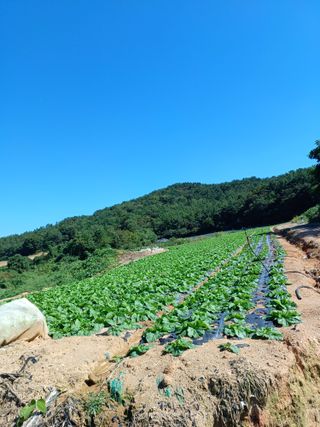 결단이님의 파 · 영농일지 작성글 사진