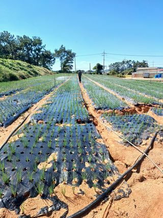 결단이님의 파 · 영농일지 작성글 사진