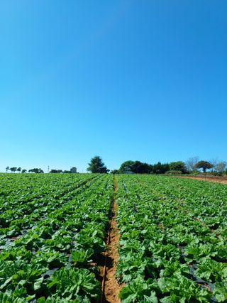 결단이님의 파 · 영농일지 작성글 사진