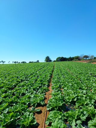 결단이님의 파 · 영농일지 작성글 사진