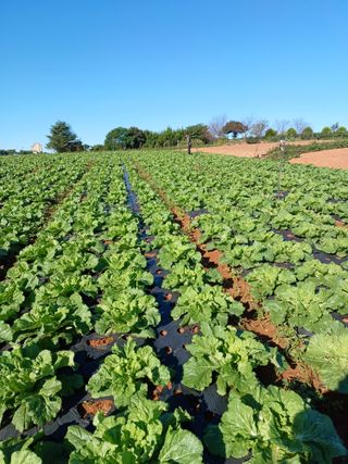 결단이님의 파 · 영농일지 작성글 사진