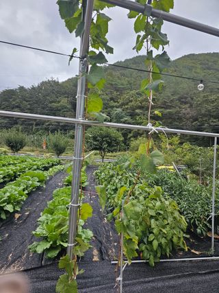 최연재님의 배추 · 영농일지 작성글 사진