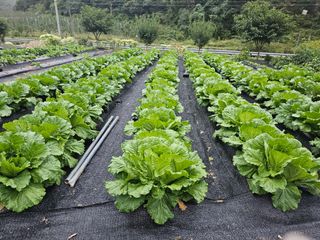 최연재님의 배추 · 영농일지 작성글 사진