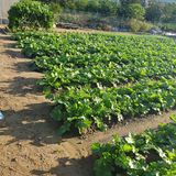 팜모닝 기타작물·영농일지 게시글 이미지