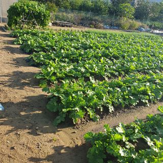 진영철님의 기타작물 · 영농일지 작성글 사진