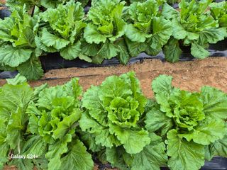 김해균 님의 10월 내 농작물 자랑하기 · 참여글 작성글 사진