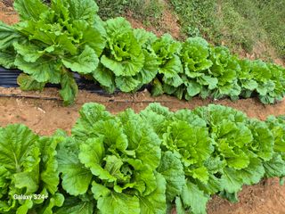 김해균 님의 10월 내 농작물 자랑하기 · 참여글 작성글 사진