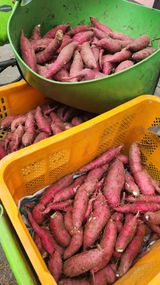 팜모닝 고구마·영농일지 게시글 이미지