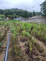 팜모닝 들깨·영농일지 게시글 이미지