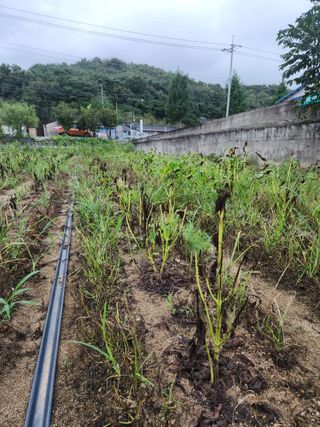 강인규님의 들깨 · 영농일지 작성글 사진