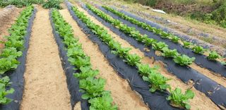 김동진님의 배추 · 영농일지 작성글 사진