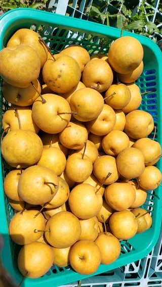 이선복님의 배 · 영농일지 작성글 사진