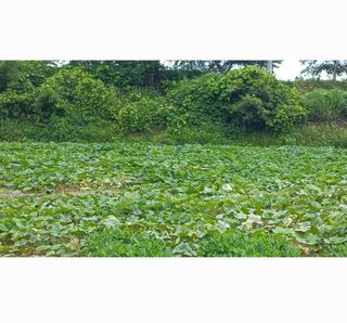 양자양행복농장님의 10월 내 농작물 자랑하기 · 참여글 작성글 사진