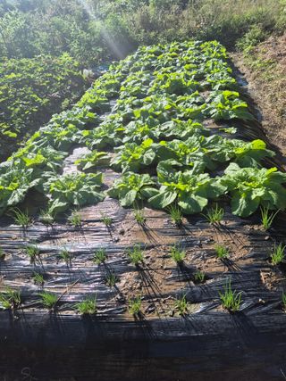 임 하규님의 배추 · 영농일지 작성글 사진