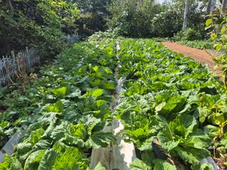 임 하규님의 배추 · 영농일지 작성글 사진