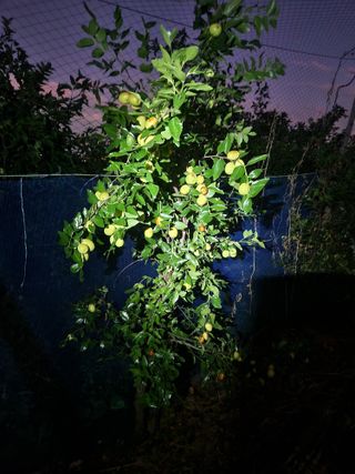 벽창호(죽동농부)님의 자유주제 · 자유게시판 작성글 사진