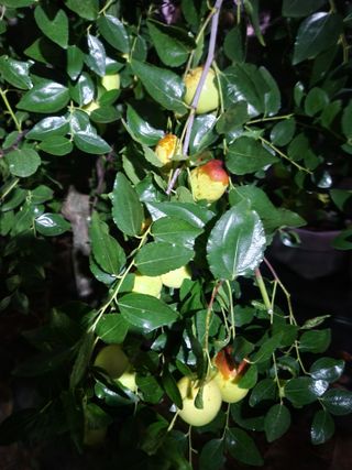 벽창호(죽동농부)님의 자유주제 · 자유게시판 작성글 사진