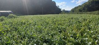 심 영훈님의 자유주제 · 자유게시판 작성글 사진