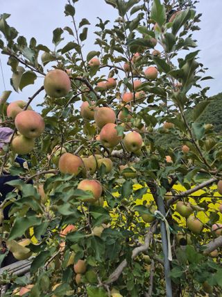 김귀분님의 자유주제 · 자유게시판 작성글 사진