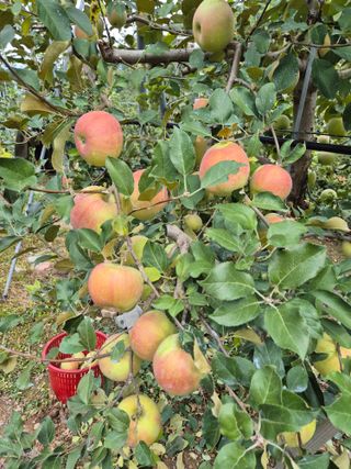 김귀분님의 자유주제 · 자유게시판 작성글 사진