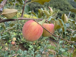 김귀분님의 자유주제 · 자유게시판 작성글 사진
