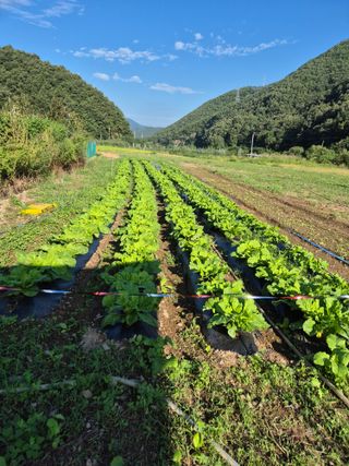 김귀분님의 자유주제 · 자유게시판 작성글 사진