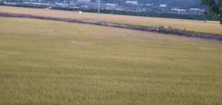 김명수(풍명농장)님의 벼 · 병해충상담 작성글 사진