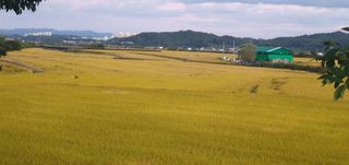 김명수(풍명농장)님의 벼 · 병해충상담 작성글 사진