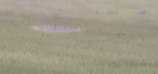 김명수(풍명농장)님의 벼 · 병해충상담 작성글 사진