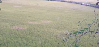 김명수(풍명농장)님의 벼 · 병해충상담 작성글 사진