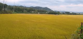 김명수(풍명농장)님의 벼 · 병해충상담 작성글 사진