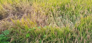 김명수(풍명농장)님의 벼 · 병해충상담 작성글 사진