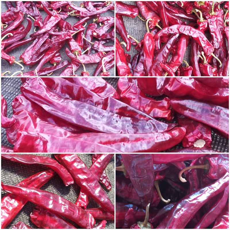 농부의딸램님의 장터 판매 상품 [(충남 청양산)11월17일 빻은 보통맛,순한맛 2024 햇고춧가루,반태양초(반양건)] 첨부 사진