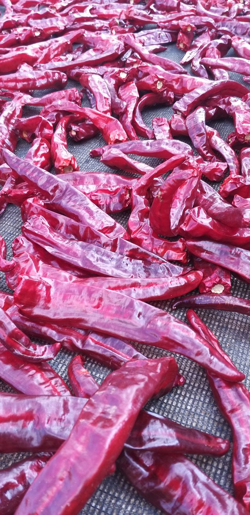 농부의딸램님의 장터 판매 상품 [(충남 청양산)11월17일 빻은 보통맛,순한맛 2024 햇고춧가루,반태양초(반양건)] 첨부 사진