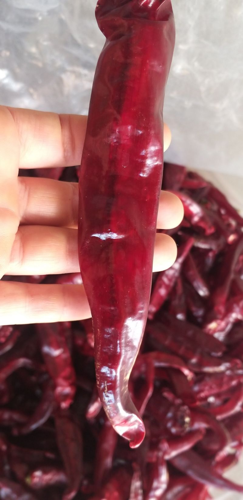 농부의딸램님의 장터 판매 상품 [(충남 청양산)11월17일 빻은 보통맛,순한맛 2024 햇고춧가루,반태양초(반양건)] 첨부 사진