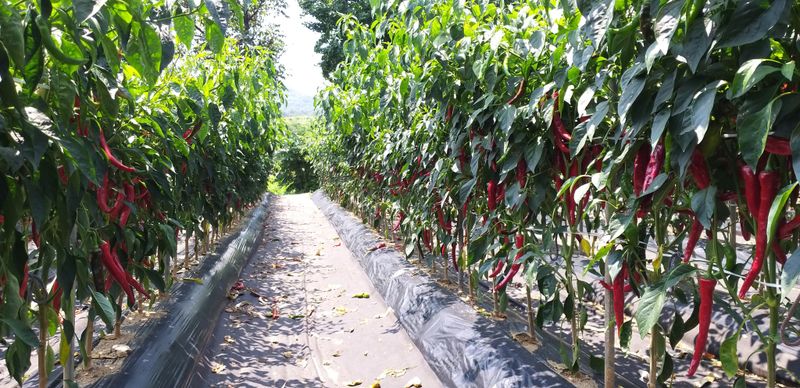 농부의딸램님의 장터 판매 상품 [(충남 청양산)11월17일 빻은 보통맛,순한맛 2024 햇고춧가루,반태양초(반양건)] 첨부 사진