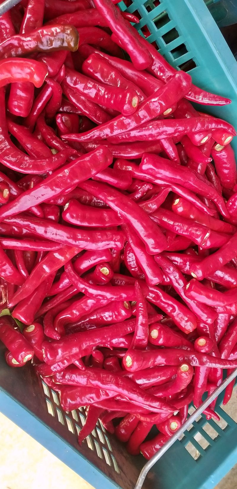 농부의딸램님의 장터 판매 상품 [(충남 청양산)11월17일 빻은 보통맛,순한맛 2024 햇고춧가루,반태양초(반양건)] 첨부 사진