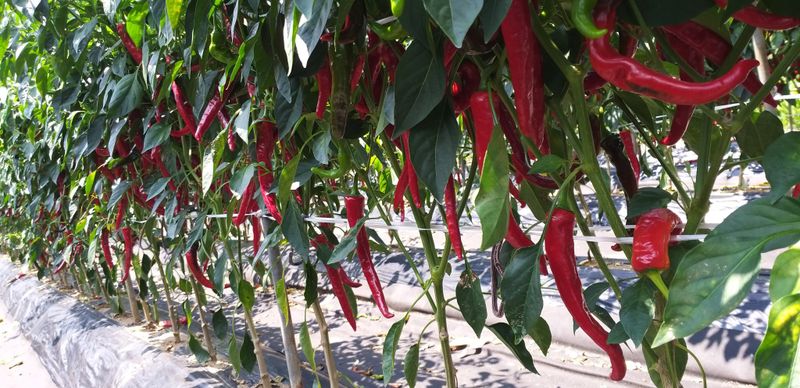 농부의딸램님의 장터 판매 상품 [(충남 청양산)11월17일 빻은 보통맛,순한맛 2024 햇고춧가루,반태양초(반양건)] 첨부 사진