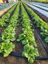 팜모닝 · 게시글 이미지