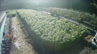 임곡농장김향중님의 들깨 · 영농일지 작성글 사진