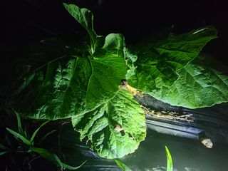 이선구님의 배추 · 영농일지 작성글 사진