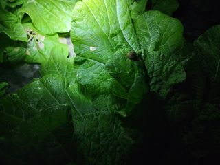 이선구님의 배추 · 영농일지 작성글 사진