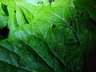 이선구님의 배추 · 영농일지 작성글 사진