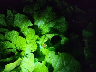 이선구님의 배추 · 영농일지 작성글 사진