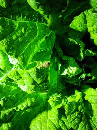 이선구님의 배추 · 영농일지 작성글 사진