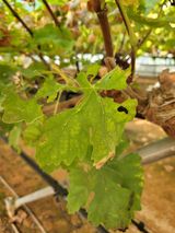 팜모닝 포도·병해충상담 게시글 이미지