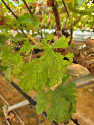 귤4935님의 포도 · 병해충상담 작성글 사진