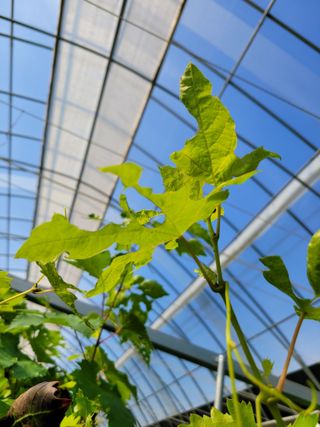 귤4935님의 포도 · 병해충상담 작성글 사진